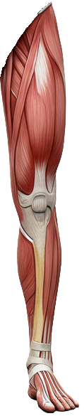 Prawa noga